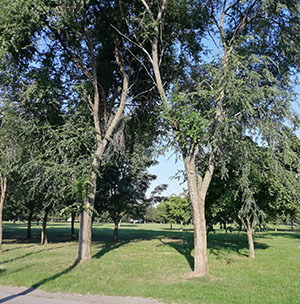  Нове саднице у парку “Путниково” , деловима обале Бегеја и Булевара Вељка Влаховића  за “Зеленији Зрењанин”  - почела реализација три пројекта 