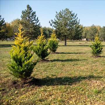 Danas se obeležava Evropski dan parkova - na teritoriji grada je u prethodne 3 godine posađeno više od 38.000 stabala